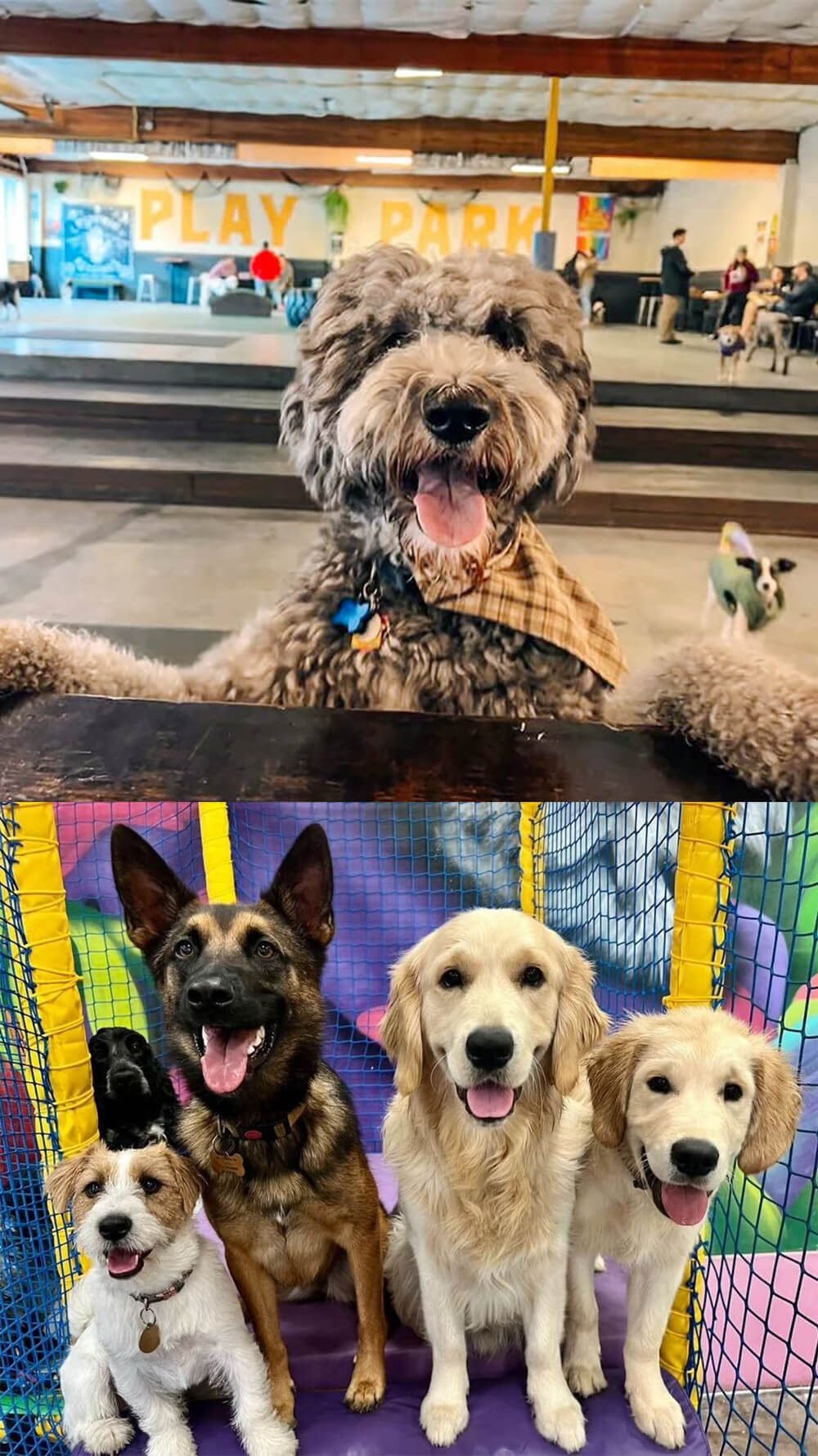 soft play facility for dogs