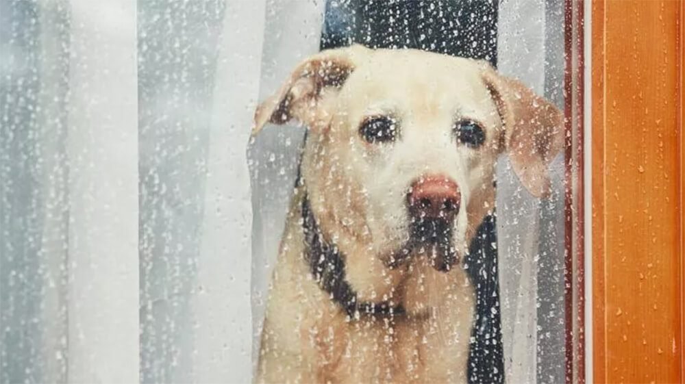 unhappy dog